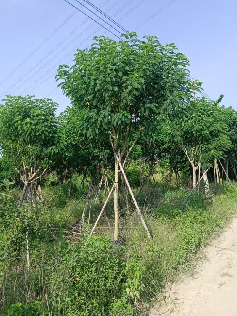 黄花槐5～10公分基地直销规格齐全质量优质