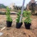 龙船花小杯中杯盆栽基地直发规格齐全质量优质