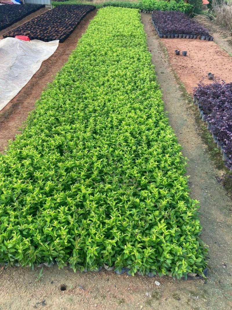 龙船花小杯中杯盆栽基地直发规格齐全质量优质