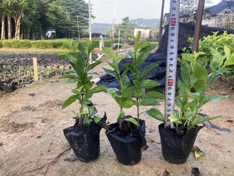 龙船花小杯中杯盆栽基地直发规格齐全质量优质