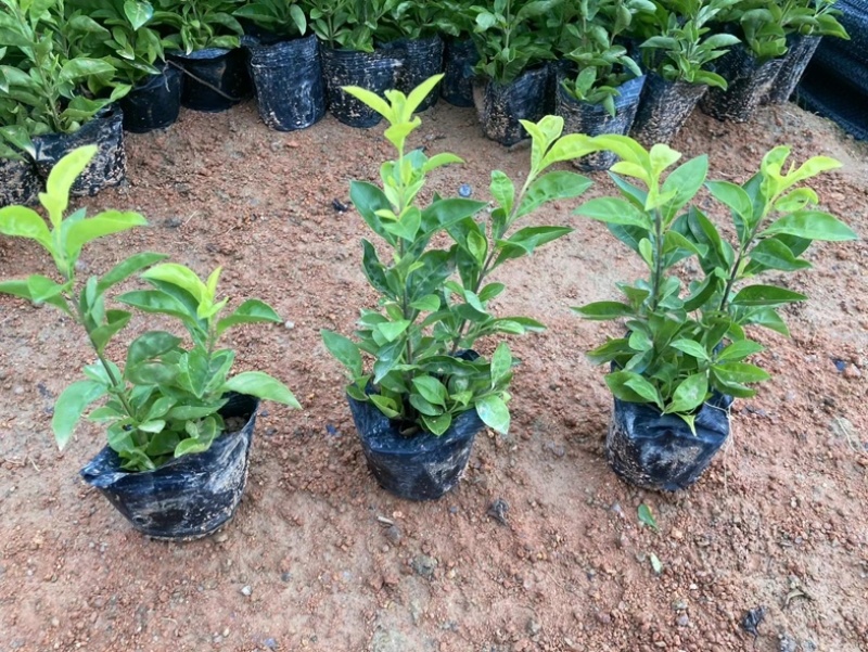龙船花小杯中杯盆栽基地直发规格齐全质量优质
