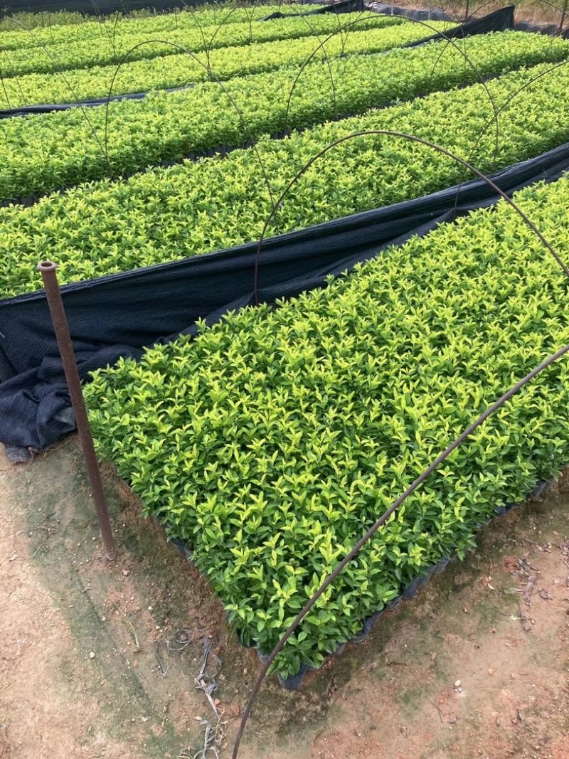 龙船花小杯中杯盆栽基地直发规格齐全质量优质