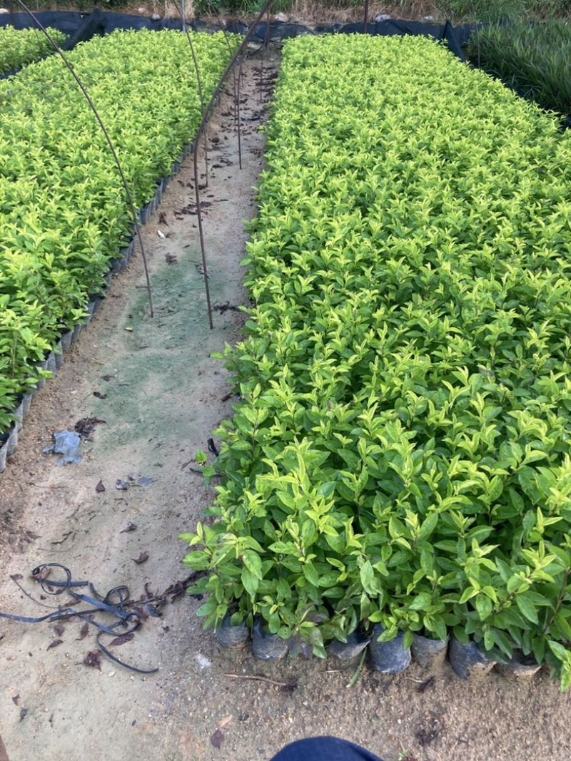 龙船花小杯中杯盆栽基地直发规格齐全质量优质