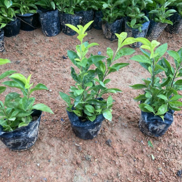 龙船花小杯中杯盆栽基地直发规格齐全质量优质