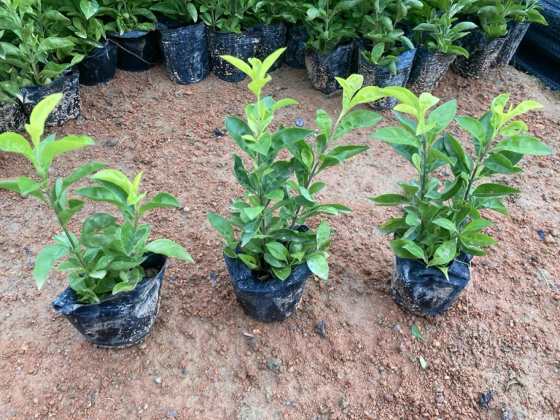 龙船花小杯中杯盆栽基地直发规格齐全质量优质