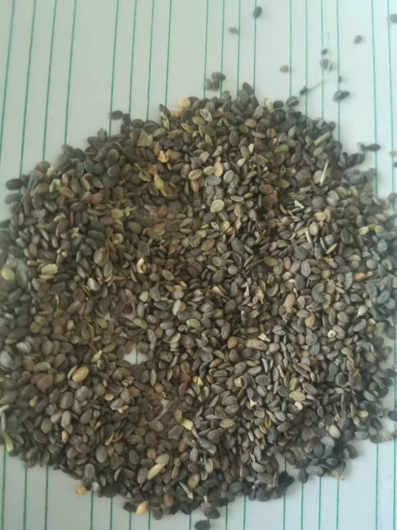 福禄考种子景观花海四季开花色彩艳丽花色丰富