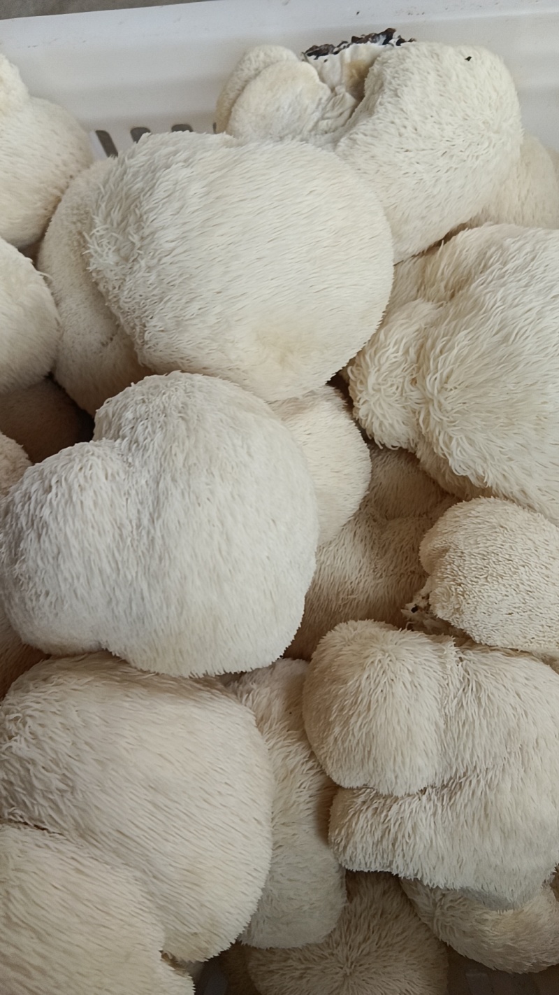 山东产地猴头菇大量供应质量保证规格齐全量大优惠