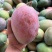 【大量供应】攀枝花凯特芒肉厚核小批发市场全国发货