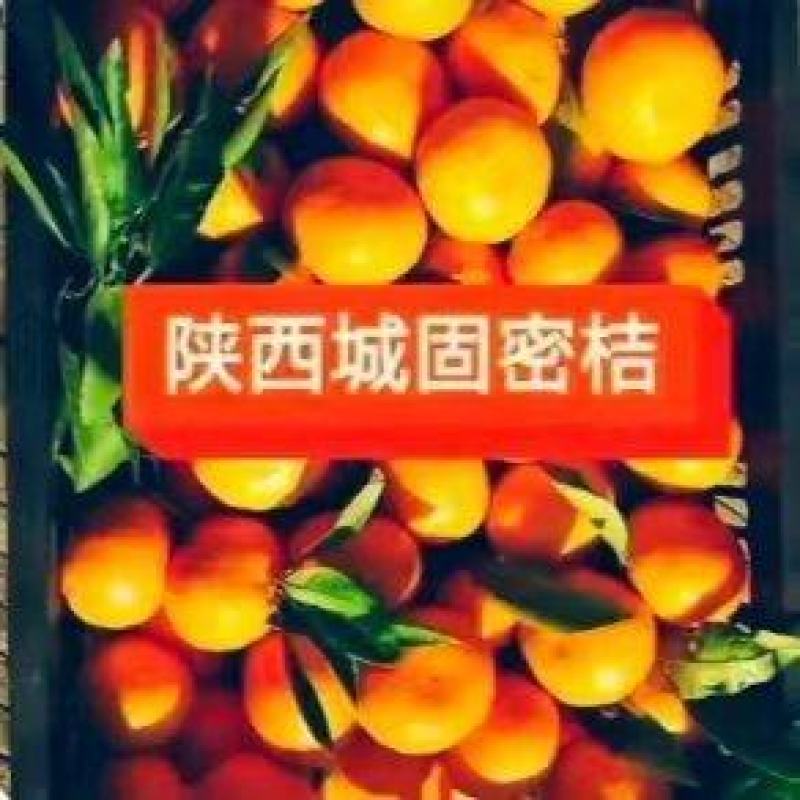 汉中柑桔特早小叶蜜橘日供二十万斤全国发货打蜡分级产地