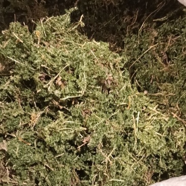 翠云草
