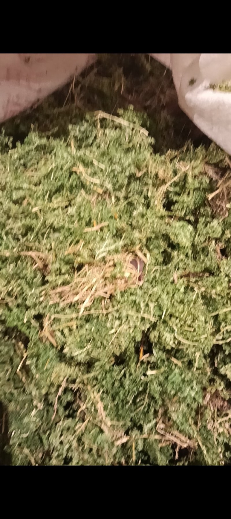 翠云草