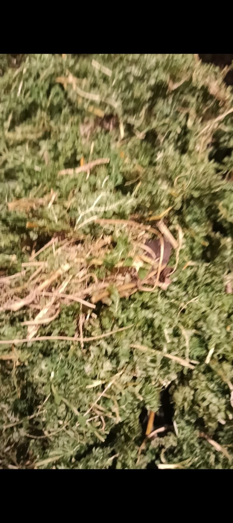 翠云草