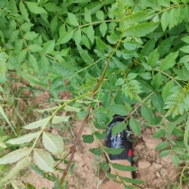 大红袍花椒苗，当年小苗量大，产地直发