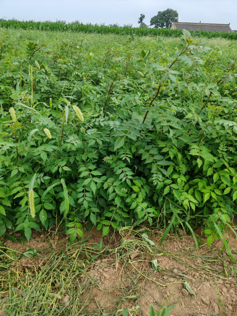 大红袍花椒苗，当年小苗量大，产地直发