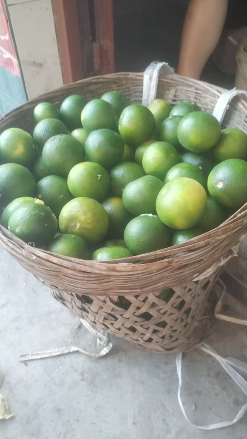 爱媛果冻橙次果