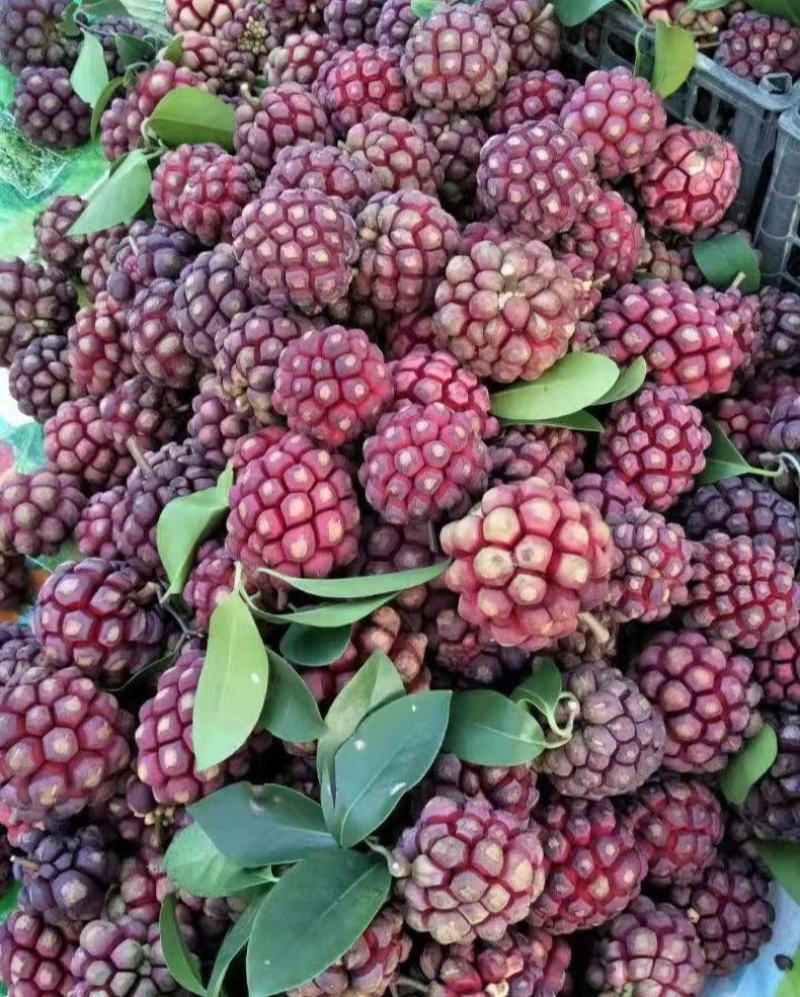 高山种植布福娜色泽鲜艳果肉饱满细腻美味汁水丰富量大从优欢