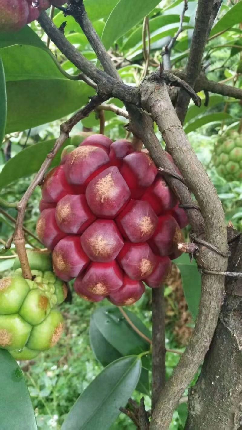 高山种植布福娜色泽鲜艳果肉饱满细腻美味汁水丰富量大从优欢