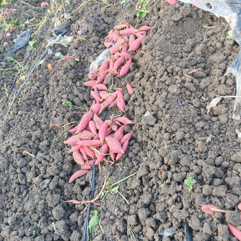 红心蜜薯