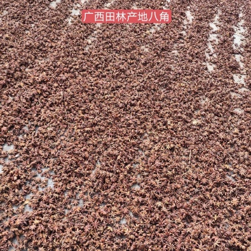 价格待定！生八角接电商批发商代晒代加工一条龙