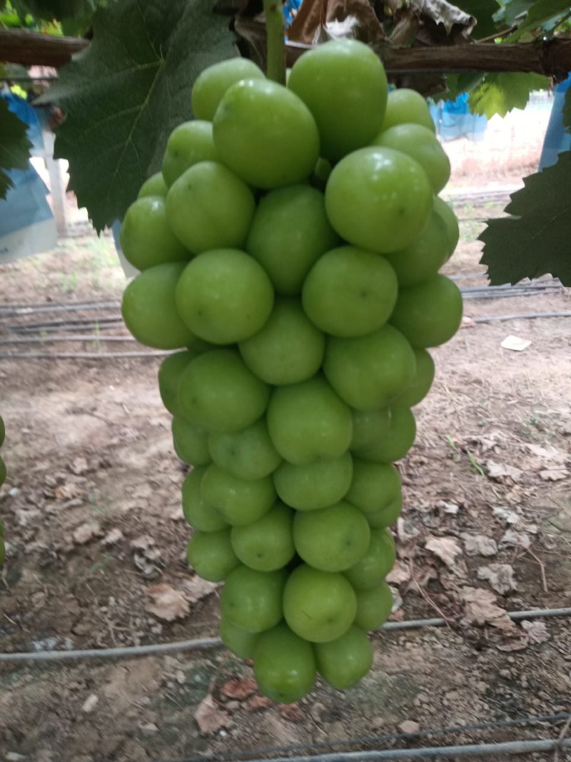 户县的阳光玫瑰葡萄颗粒大，糖度高，味道香甜，有各种规格。