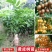 黄皮树苗嫁接果树苗无核鸡心黑皮贵妃盆栽地栽当年结果庭院带
