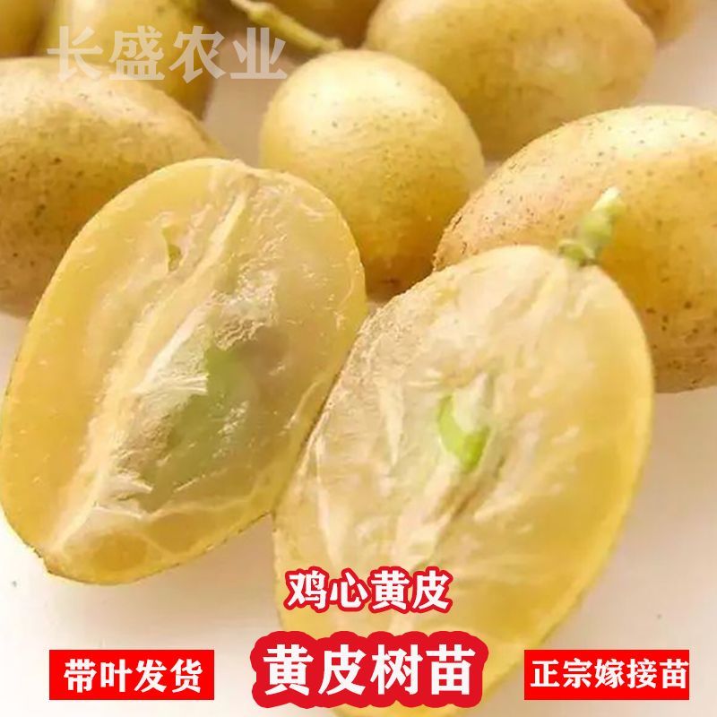 黄皮树苗嫁接果树苗无核鸡心黑皮贵妃盆栽地栽当年结果庭院带