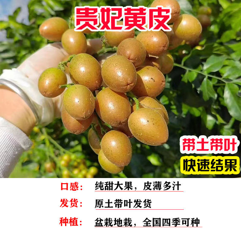 黄皮树苗嫁接果树苗无核鸡心黑皮贵妃盆栽地栽当年结果庭院带