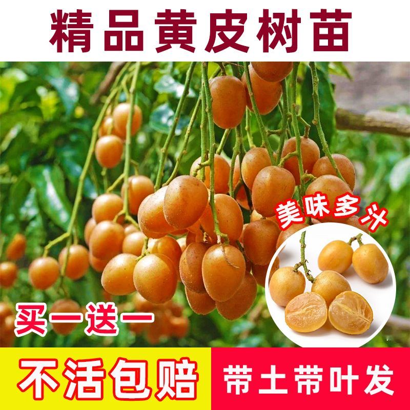 黄皮树苗嫁接果树苗无核鸡心黑皮贵妃盆栽地栽当年结果庭院带