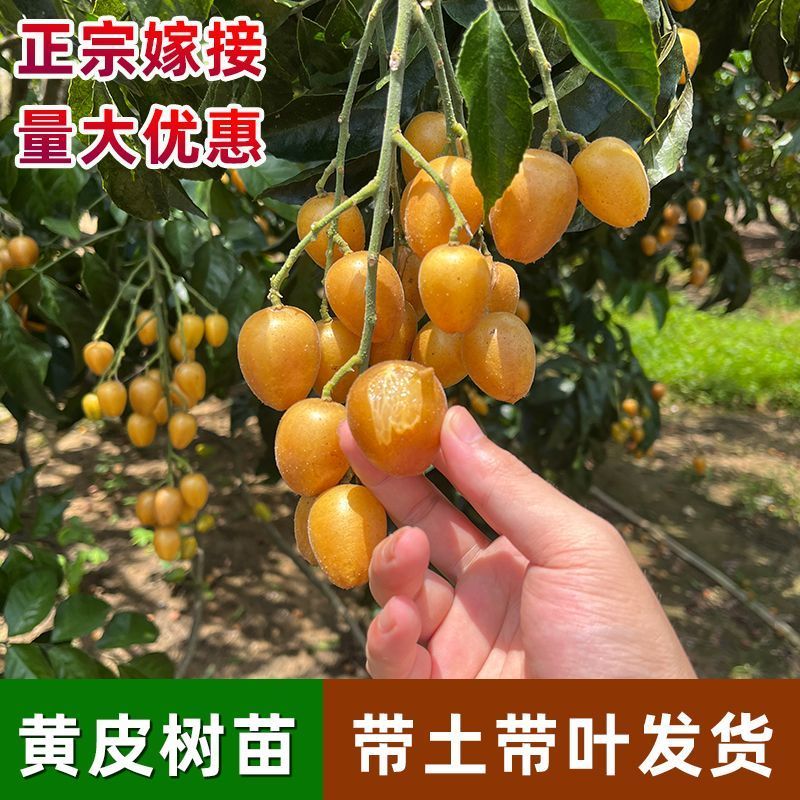 黄皮树苗嫁接果树苗无核鸡心黑皮贵妃盆栽地栽当年结果庭院带