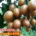 广西黄皮果嫁接纯甜品超大南北方种植鸡心无核黄皮黑黄皮庭院