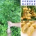 广西黄皮果嫁接纯甜品超大南北方种植鸡心无核黄皮黑黄皮庭院
