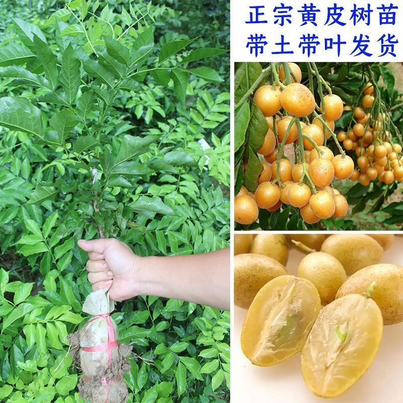 广西黄皮果嫁接纯甜品超大南北方种植鸡心无核黄皮黑黄皮庭院