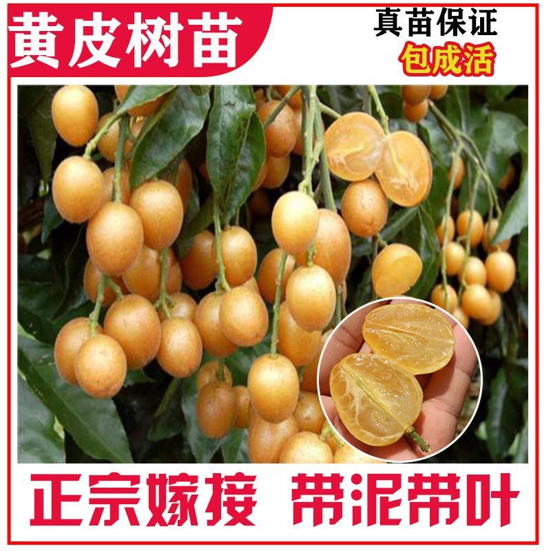 广西黄皮果嫁接纯甜品超大南北方种植鸡心无核黄皮黑黄皮庭院