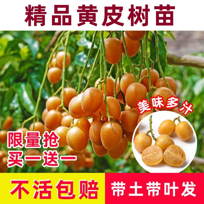广西黄皮果嫁接纯甜品超大南北方种植鸡心无核黄皮黑黄皮庭院