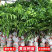 广西黄皮果嫁接纯甜品超大南北方种植鸡心无核黄皮黑黄皮庭院