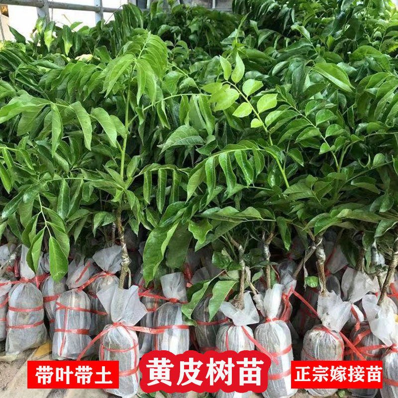 广西黄皮果嫁接纯甜品超大南北方种植鸡心无核黄皮黑黄皮庭院
