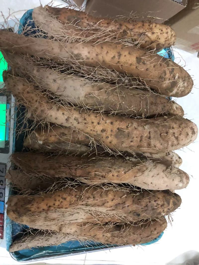 潮汕姜薯现挖现发每天新鲜发货可用自家快递大巴发货