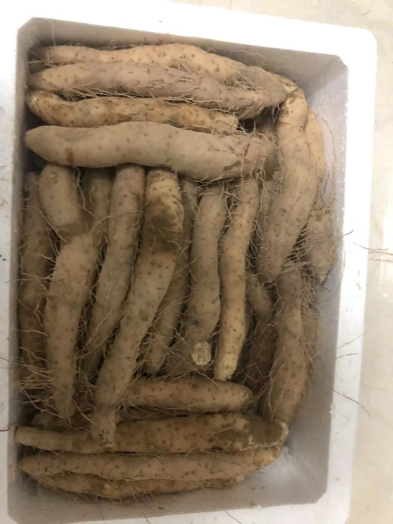 潮汕姜薯现挖现发每天新鲜发货可用自家快递大巴发货