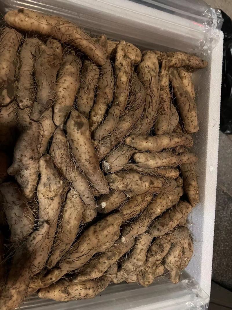 潮汕姜薯现挖现发每天新鲜发货可用自家快递大巴发货