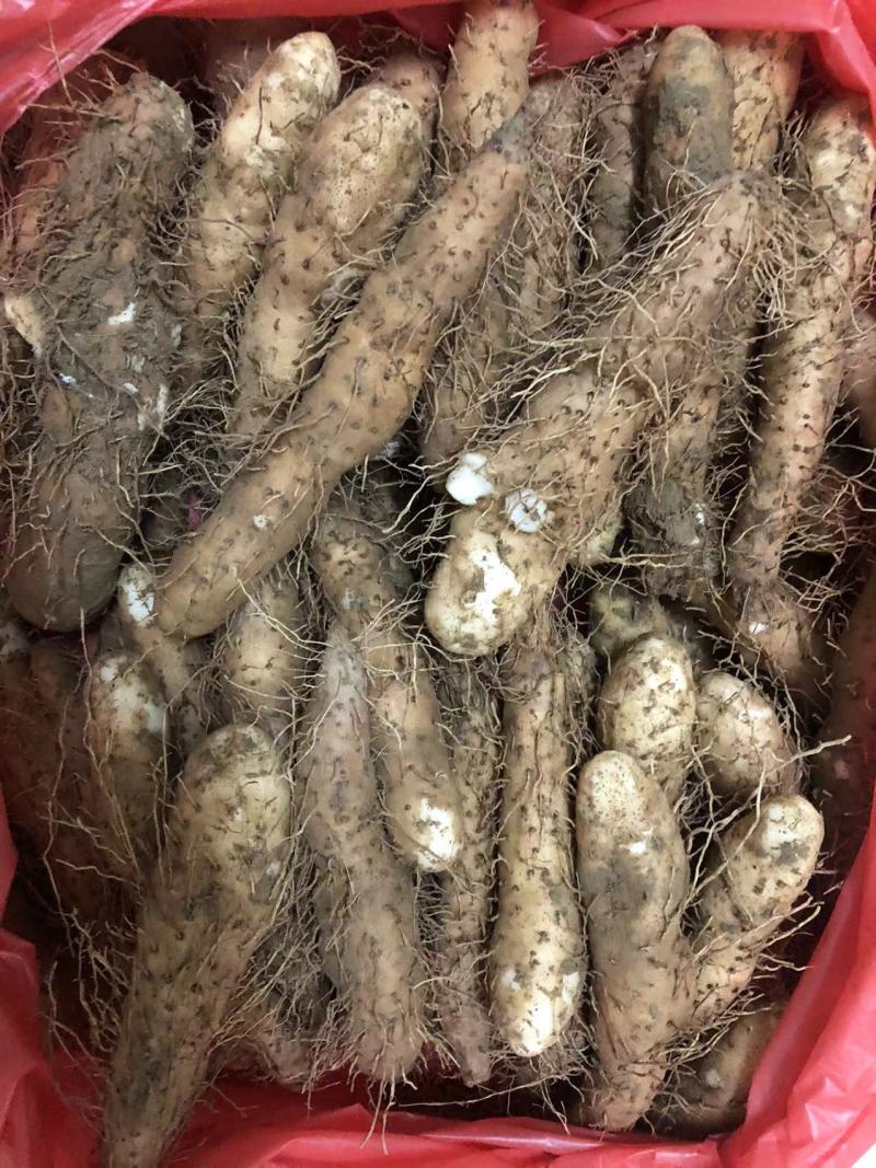 潮汕姜薯现挖现发每天新鲜发货可用自家快递大巴发货