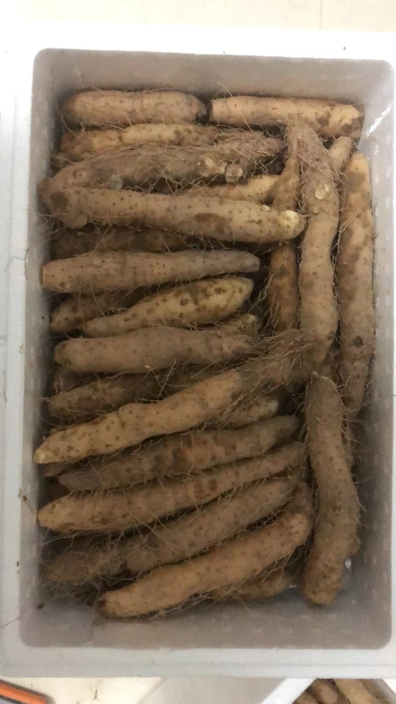 潮汕姜薯现挖现发每天新鲜发货可用自家快递大巴发货