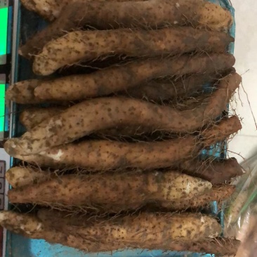 潮汕姜薯现挖现发每天新鲜发货可用自家快递大巴发货