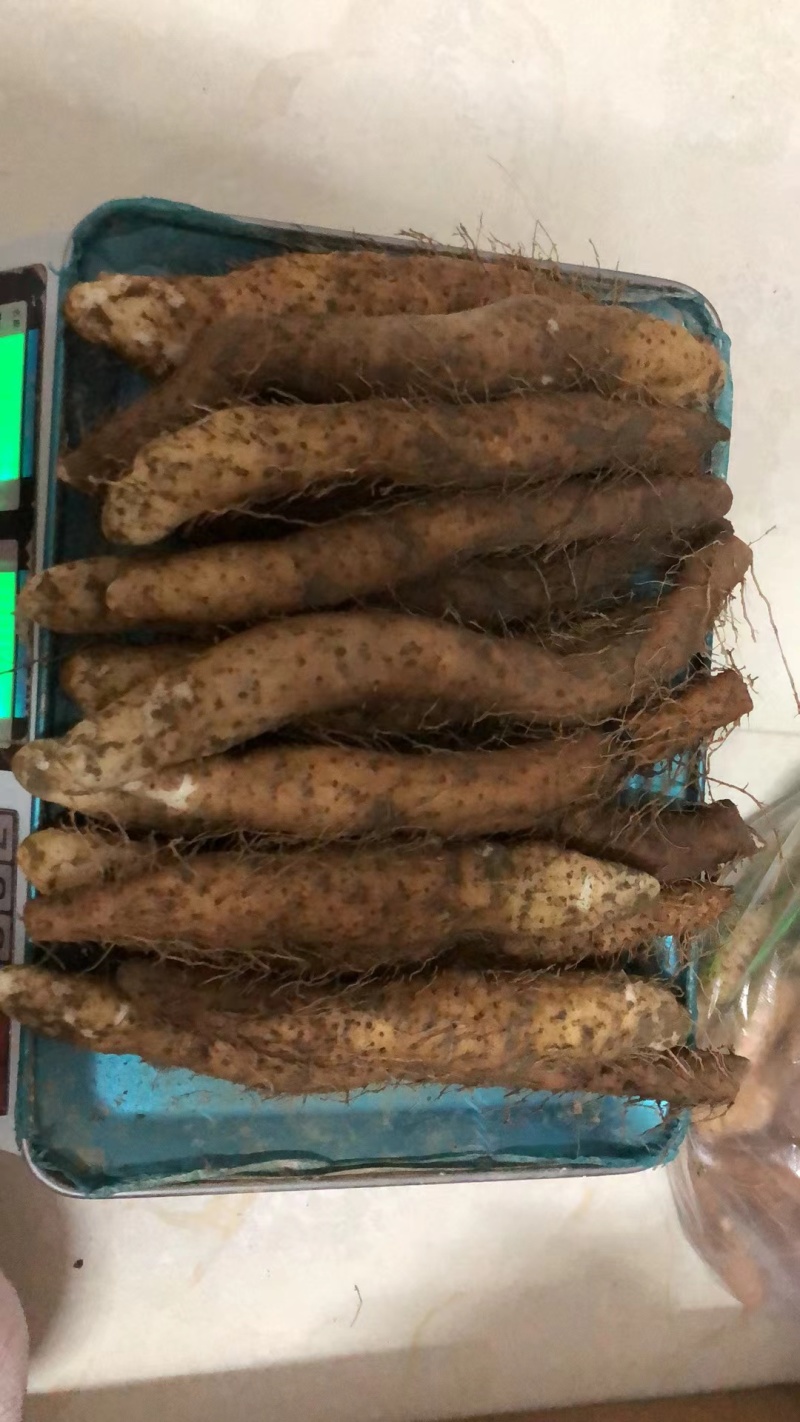 潮汕姜薯现挖现发每天新鲜发货可用自家快递大巴发货