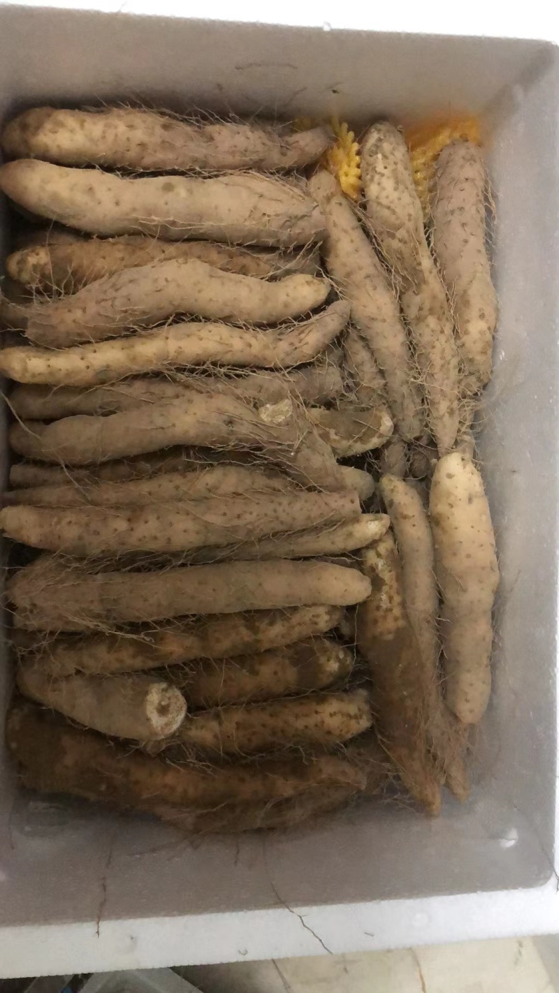 潮汕姜薯现挖现发每天新鲜发货可用自家快递大巴发货