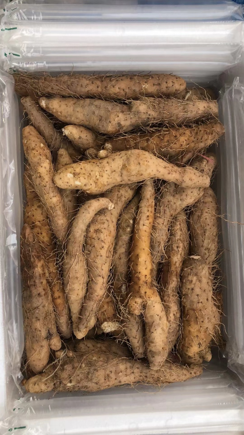 潮汕姜薯现挖现发每天新鲜发货可用自家快递大巴发货