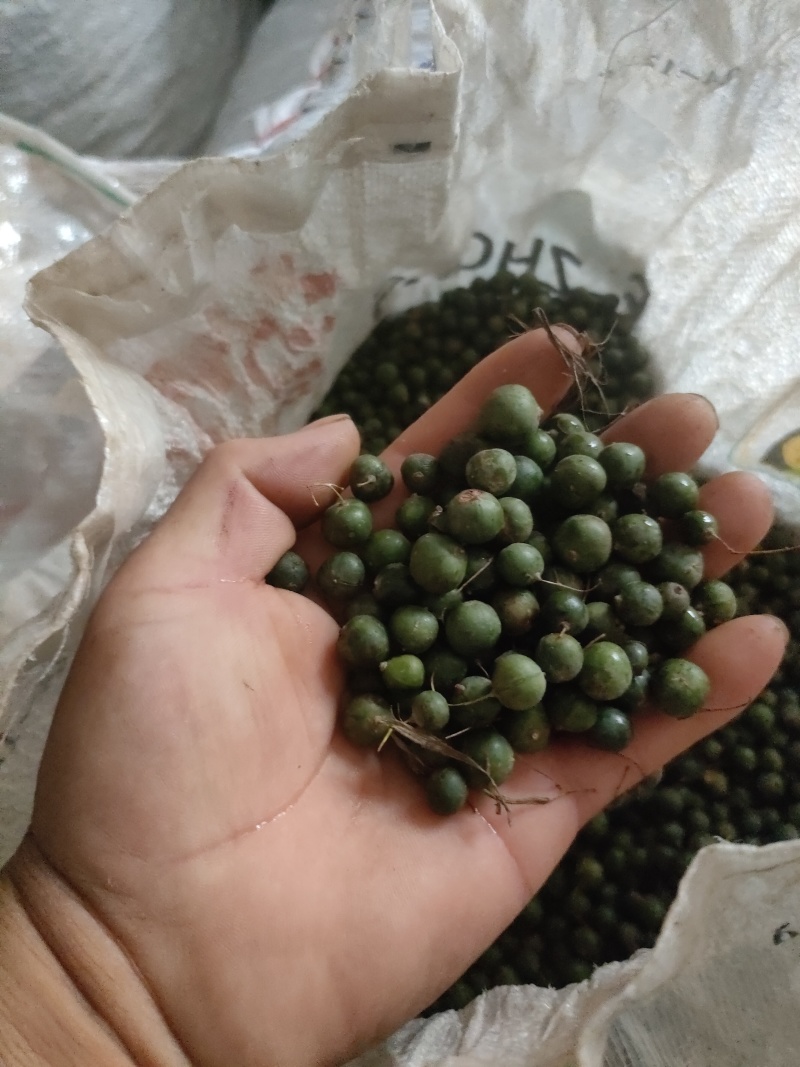 黄精果实种子