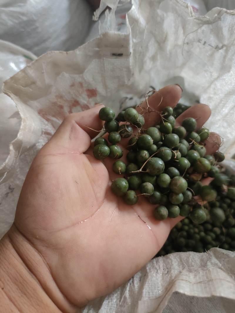 黄精果实种子