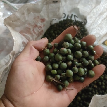 黄精果实种子