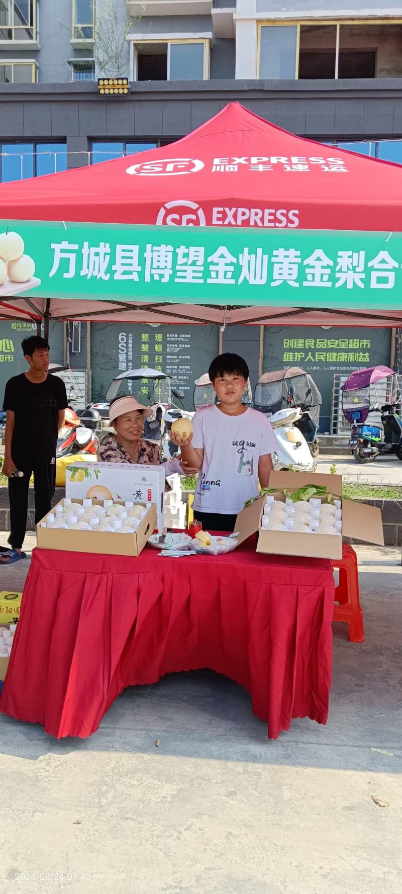 河南，方城县博望镇，黄金梨基地