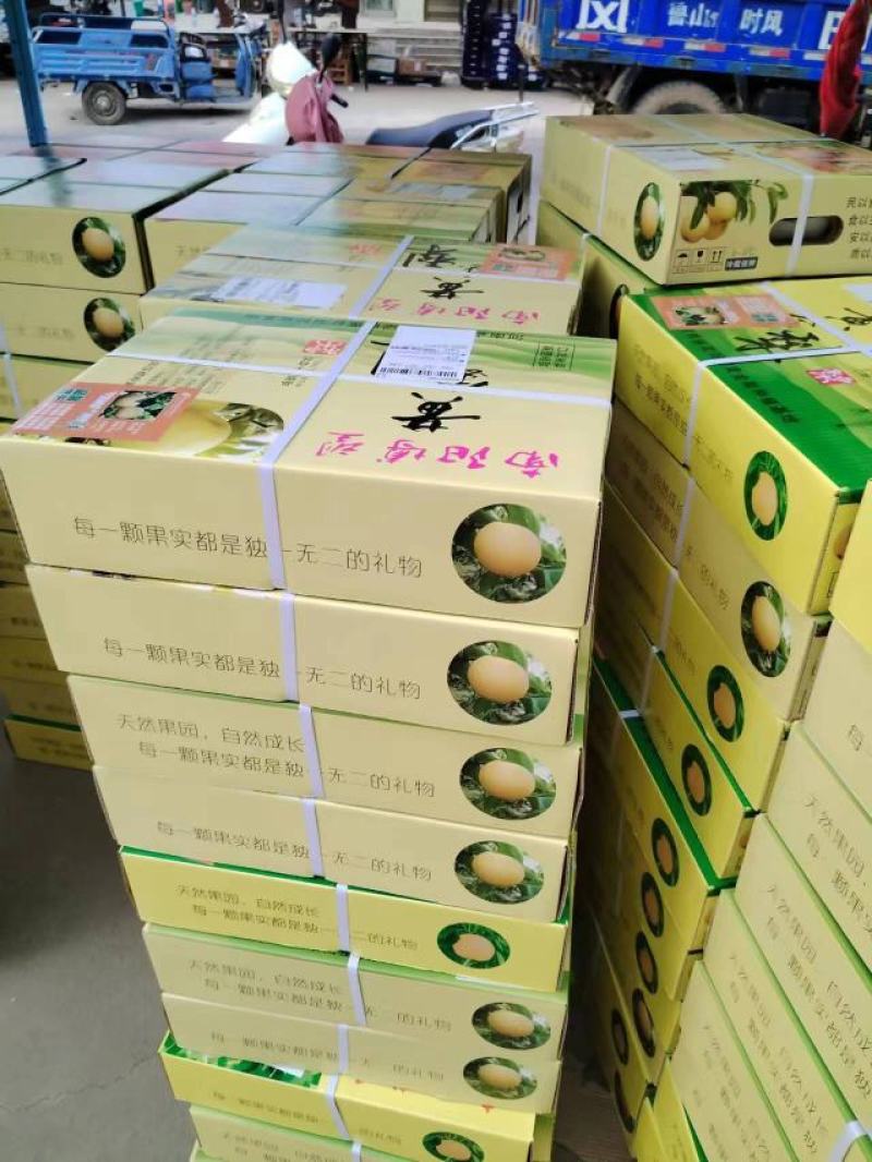 河南，方城县博望镇，黄金梨基地